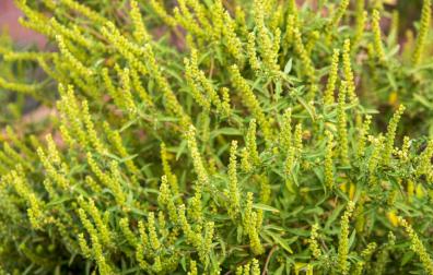 Ambrosia plant