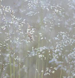 Pollen bij hooikoorts
